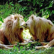 Gay lions touch a roar nerve with Kenyan official