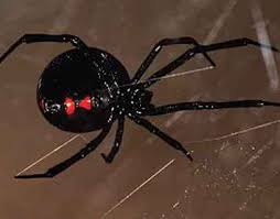 The female spider is approximately 1.5 inches in length when mature, and features a red hourglass shape on the underside of its abdomen. 10 Interesting Black Widows Facts My Interesting Facts