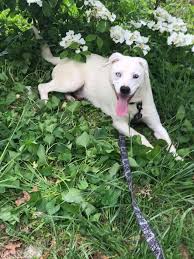 This allows our fosters to stay up to date on rescue events, talk to other fosters and staff and post updates of their foster pups. Looking For A Foster Or Adopter Bolt Is New Hope Pet Rescue Michigan Facebook
