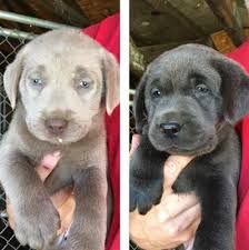 We did not find results for: Labrador Puppies And Dogs For Sale Pets Classifieds Oregonlive Com