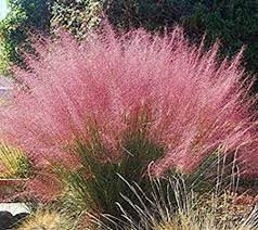 How much sun, shade, water and care does it need? Muhlenbergia Capillaris Pink Muhly Grass Gulf Muhly Late Etsy