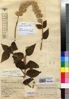 Image result for Cyathula polycephala