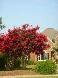 Next year, your plant will need much less water. Dynamite Crape Myrtle Fast Growing Trees Crape Myrtle Flowering Trees