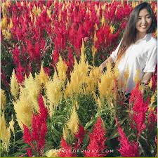 Overrated Friday On My Radar Celosia Flower Farm Celosia Flower Flower Farm Planting Flowers