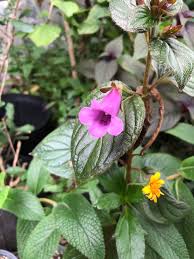 Image result for Gesneriaceae