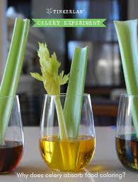 Check spelling or type a new query. Celery Science Experiment Tinkerlab