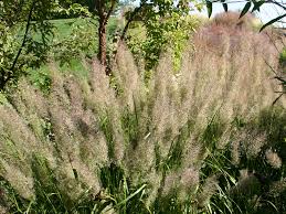 This shrub requires little water or maintenance, and produces clusters of small white flowers in the late spring through early summer. The Beginner S Guide To Xeriscape In Denver 5280