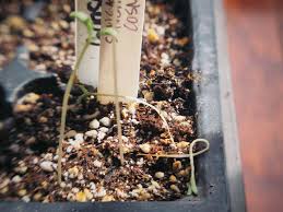 Image result for tomato seedling damping off