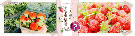 Check spelling or type a new query. å£«å¤šå•¤æ¢¨åœ' æ'˜å¾—å–‡å–‚ 7å¤§äººæ°£å£«å¤šå•¤æ¢¨åœ'æŽ¨ä»‹ 2020å¹´æ›´æ–° æ°¸å®‰æ—…éŠ