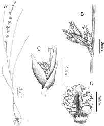Image result for Scleria bulbifera