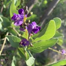 Image result for Neorautanenia