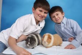 Keep your guinea pig far from rabbits in the office, and try to confine your pet to sterilized surfaces. Guinea Pig Health Care West Valley Animal Hospital
