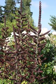 Image result for Uvariastrum