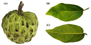 Image result for Annona squamosa
