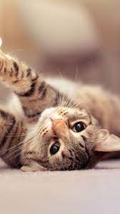9.2 1920x1080 51242 cat, cute, ball. Cat Wallpapers For Mobile Phone Free Download Great Love Art