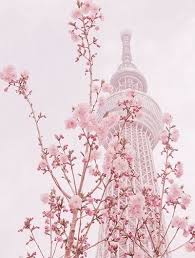 Cherry Blossom Aesthetic Iphone Background South Korea Seoul South Korea Japan