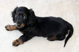 Long haired minature male chocolate & cream or chocolate & tan dachshund. Royalty Free Hair Dachshund Photos Free Download Pxfuel