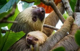 Pin By Alli Taylor On Animal Parents And Babies Cute Baby Sloths Sloth Life Sloth