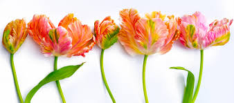 Maybe you would like to learn more about one of these? Farm Market Peticote Junction Flowers United States