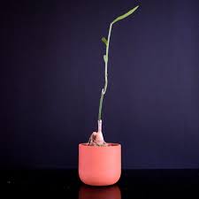 Image result for Monadenium crenatum