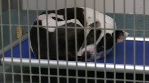Maybe you would like to learn more about one of these? Dog Adoption Wake County Nc