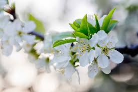Three of the most common types are montmorency, richmond and english morello cherries. All About Montmorency Cherry Trees Minnetonka Orchards