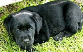 Afador's origin, price, personality, life span, health, grooming, shedding, hypoallergenic, weight, size & more afador information & dog breed facts. 5 Important Facts About Afador Dog Breed Dogs Breed Usa