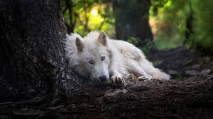Fondos De Pantalla Lobo Contacto Visual Blanco Animalia Descargar Imagenes Inicio › fondos de pantalla › originales fondos para pantallas gratis y para diferentes gustos. fondos de pantalla lobo contacto visual