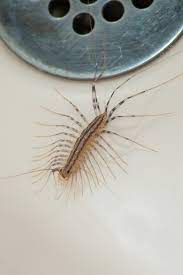 Among the bugs in your basement, centipedes are pretty good citizens. House Centipedes To Kill Or Not To Kill Bob Vila