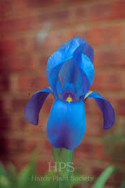 Image result for Gladiolus ecklonii