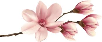 Download Spring Magnolia Branch Png Clip Art Image Pink Magnolia Flower Png Transparent Png Full Size Clipart 27108 Pinclipart