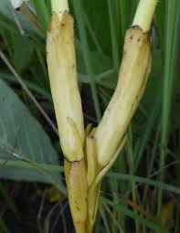 Image result for Harveya alectroides