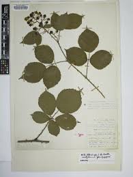 Image result for Rubus chapmanianus