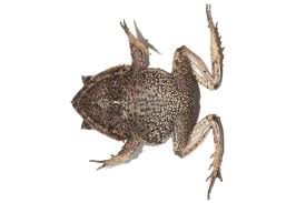 Image result for Hemiphractus bubalus