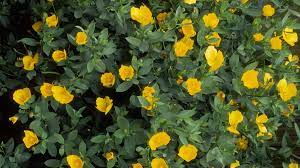 We did not find results for: Low Water Flowering Shrubs Sunset Magazine