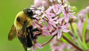 The vast majority of plants we need for food rely on pollination, especially by bees: 22 Fruits Flowers And Herbs To Attract More Bees To Your Farm Hobby Farms