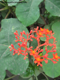 Who monographs on selected medicinal plants. Ginseng Health Benefits Dosage Side Effects Herbal Plants Plants Herbalism