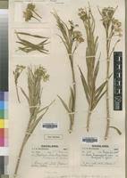 Image result for Kanahia laniflora