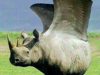 Gambar gambar aneh gambar pelik dan ane. 180 Ide Tebak Tebakan Hewan Absurd Hewan Binatang Aneh Aneh