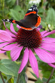 Image result for Echinacea purpurea `Magnus`