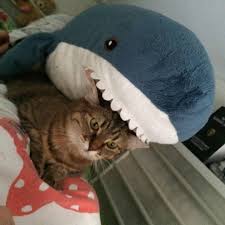 Russians Are Obsessed With These Big Plush Ikea Sharks Shark Toy Shark Plush Shark Meme