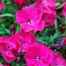 Godetia Flower Lyrics Best Flower Wallpaper