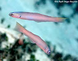 Image result for Pteris microlepis