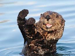 Please Follow Iloveotters The Otter Is So Happy Otter Otters Cute Babyotter Otterlove Country Countryliving Countrylife Sea Otter Otters Otters Cute