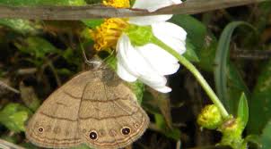 Image result for Satyrium kitimboense