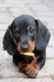 Lil Punkin Cute Animals Puppies Baby Animals
