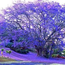 Image result for Jacaranda mimosifolia