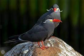 pin by subuza on nadir egzotik kus turleri bird breeds pet birds sea birds