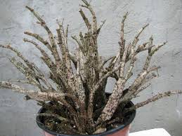 Image result for Euphorbia platycephala