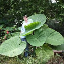 Image result for Colocasia
